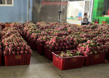 Người trồng thanh long thêm hào hứng