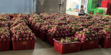 Người trồng thanh long thêm hào hứng